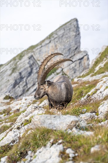Ibex in the Appenzell Alps