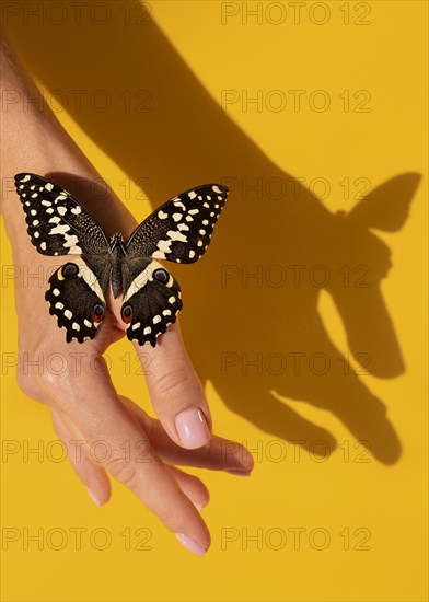 Close up view beautiful butterfly hand