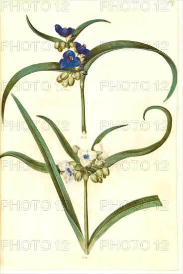 Spiderwort