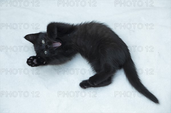 Nine-week-old black kitten lying on floor