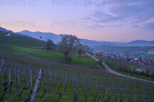 Vineyards