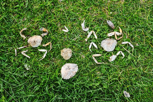 Two dead crabs lying in a meadow