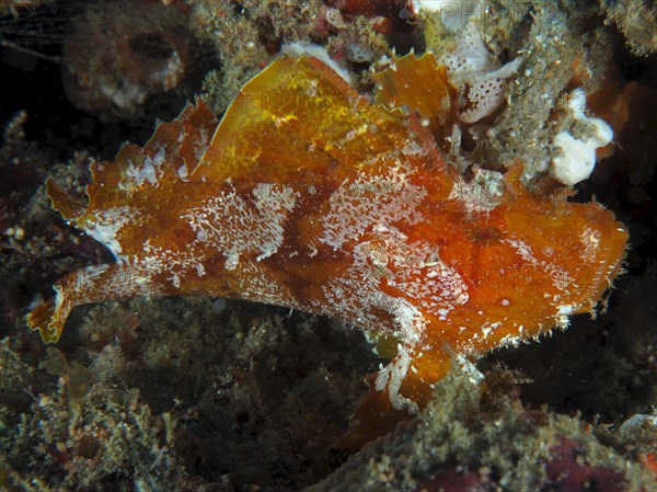 Brown leaf scorpionfish