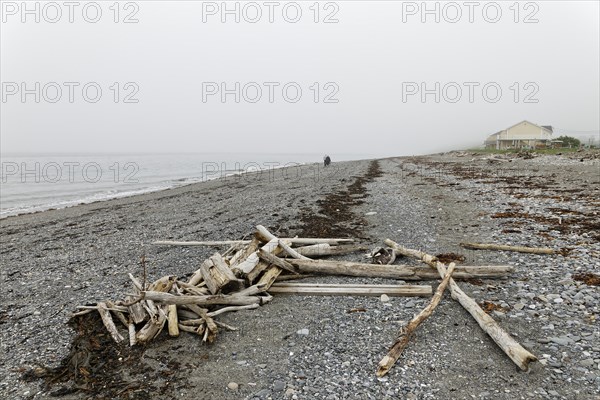 Driftwood on the beach