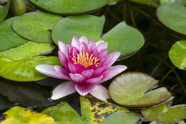 Pink water lily