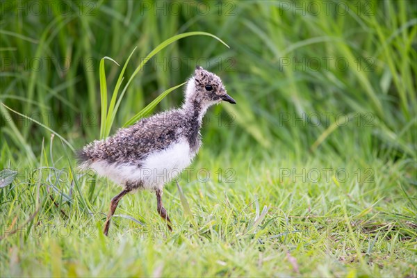 Northern lapwing