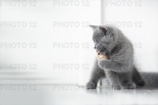 British Shorthair male