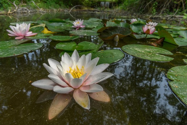 Water lily blooming in a pond. Bas-Rhin