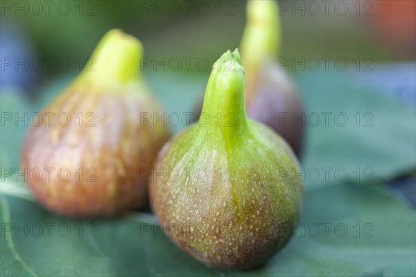 Ripe figs on fig leaf