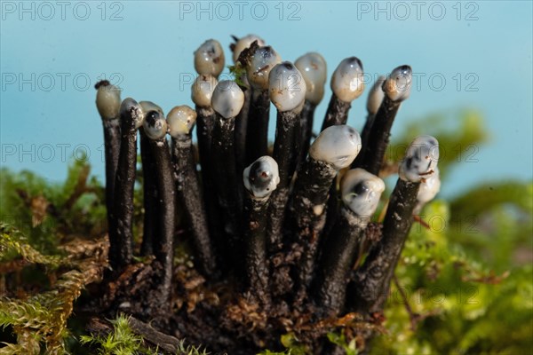 Conidia black cup secondary fruit form several black rough stems and egg-shaped milk-white heads next to each other on tree stump with green moss against blue sky