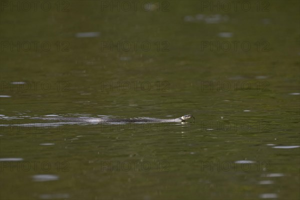 Grass snake