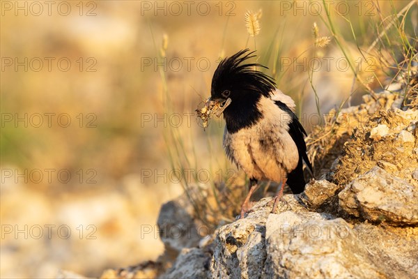 Roseate starling