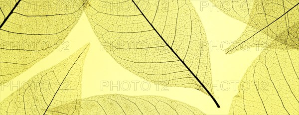 Top view colored translucent leaves