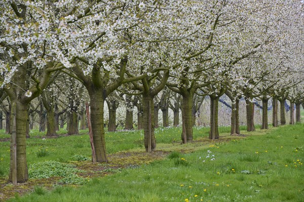 Cherry tree