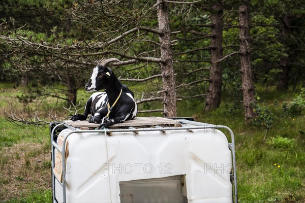 A goat lying comfortably on a bin