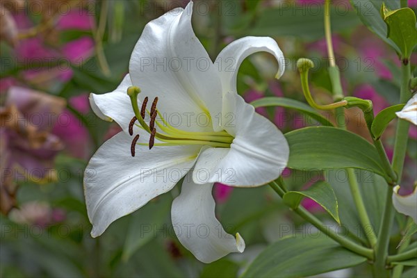 White lily