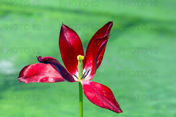 Faded tulip blossom