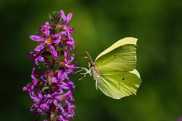 Brimstone