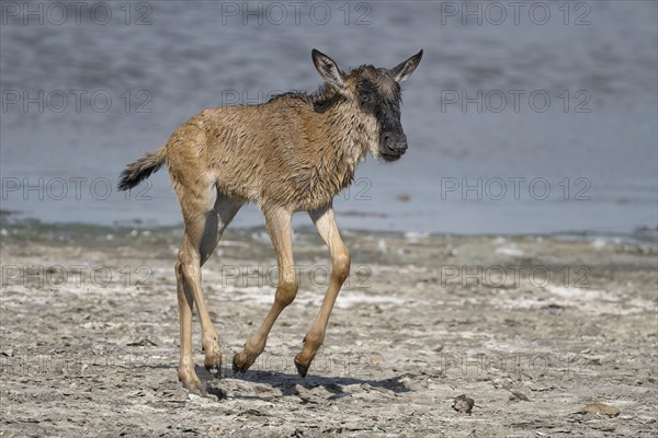 Wildebeest
