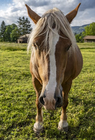 Haflinger horse