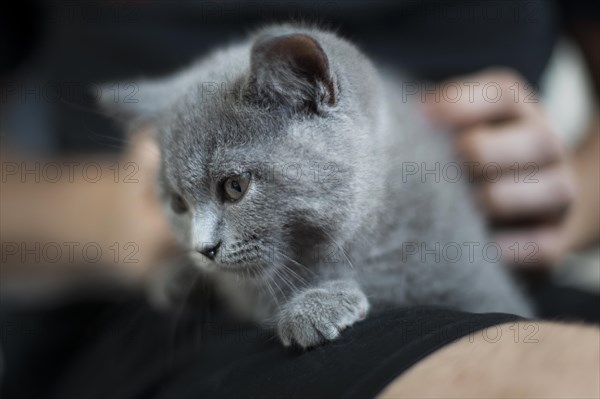 British Shorthair male