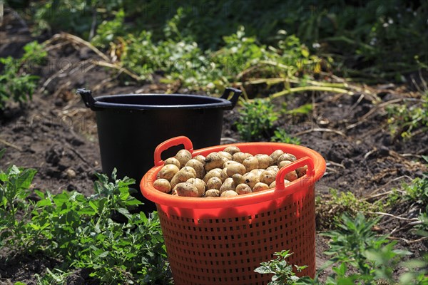 Potato harvest