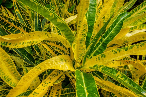 Garden croton aka variegated croton