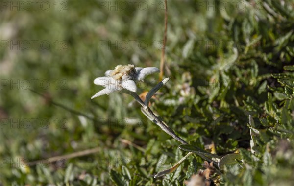 Alpine edelweiss