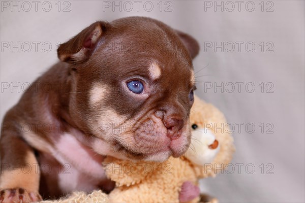 Portrait of Mocca Orange Tan French Bulldog puppy