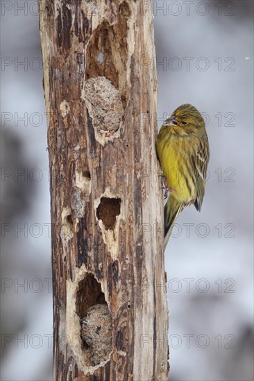 Yellowhammer