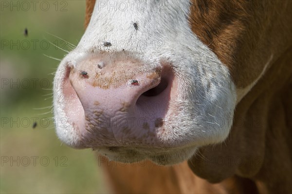 Flying on a cattle mouth