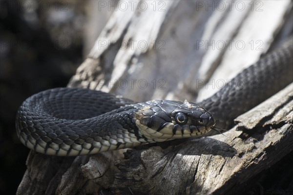 Grass snake