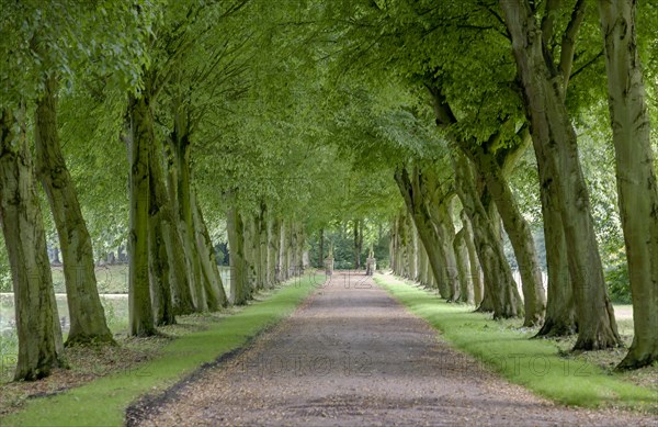 Avenue of trees at Luetetsburg Castle