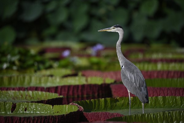 Grey heron