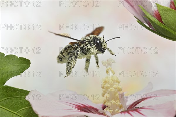 Violet carpenter bee