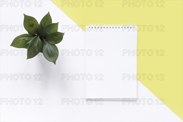 High angle view spiral notepad plant dual white yellow backdrop