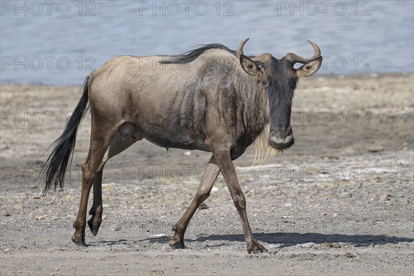 Wildebeest