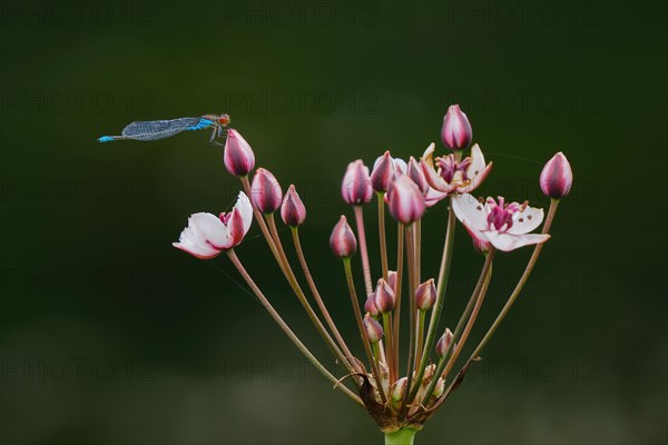 Small red-eyed damselfly