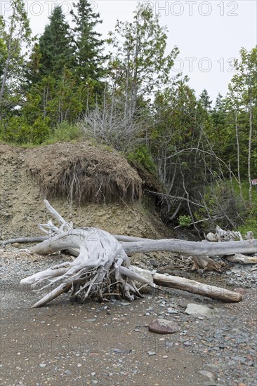 Driftwood on the beach