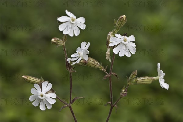 White campion