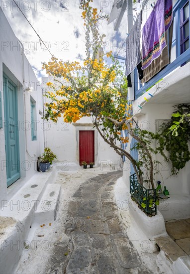 White Cycladic houses with colourful shutters and doors and yellow bougainvillea