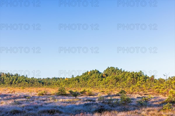 Bog landscape with morning frost in the grass
