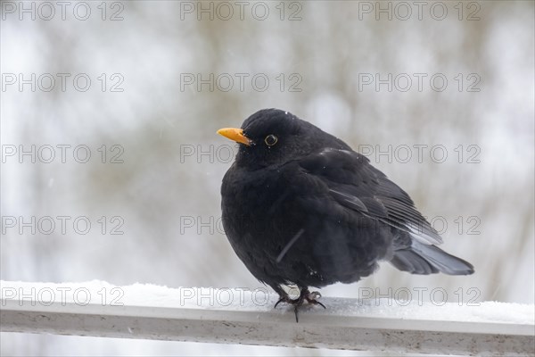 Male blackbird