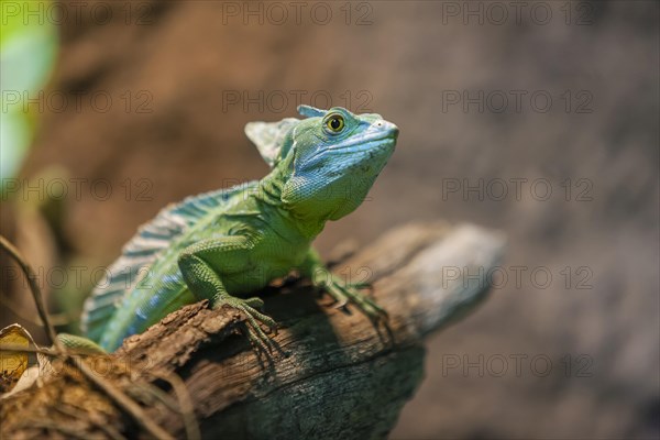 Plumed basilisk