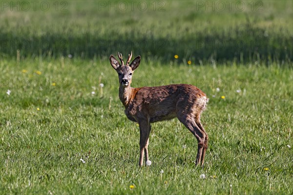 European roe deer