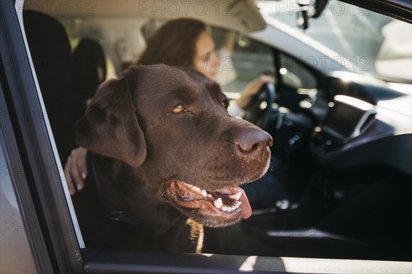 Big black dog car