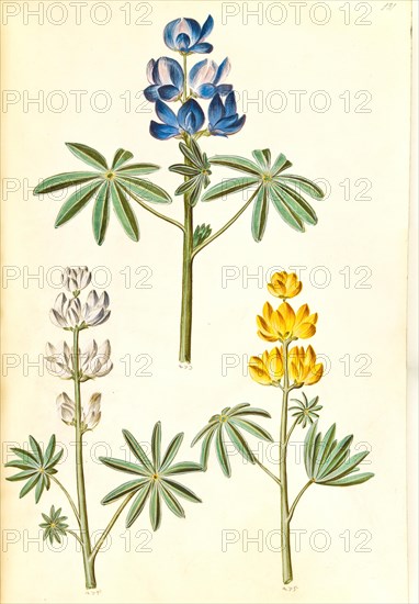 Lupins