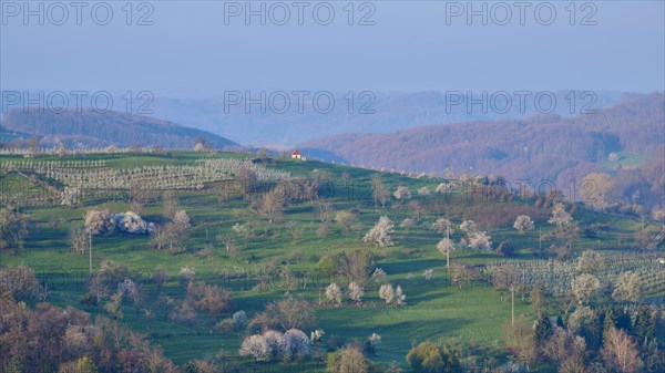 Orchard meadow