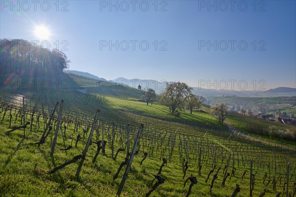 Vineyards