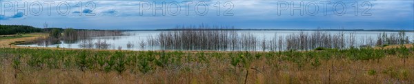 Trees planted for the recultivation of Lake Senftenberg